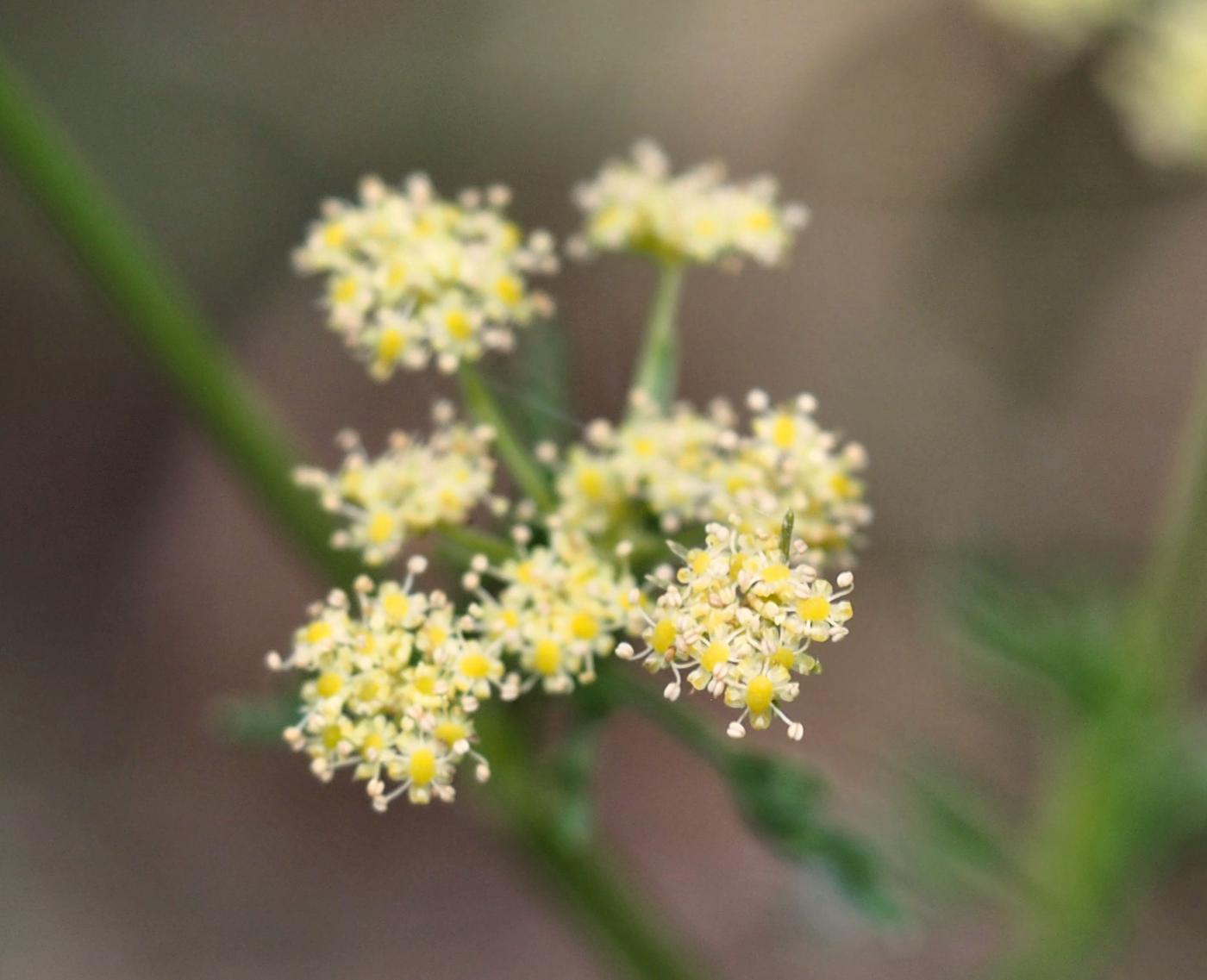 Seseli, [false masterwort] flower